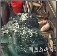 深海怪鱼克格莫绝版了(拆弹专家大头绝版了吗)