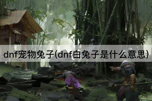 dnf宠物兔子(dnf白兔子是什么意思)