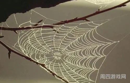 蜘蛛丝采集教程(饥荒r18 蜘蛛丝采集教学)
